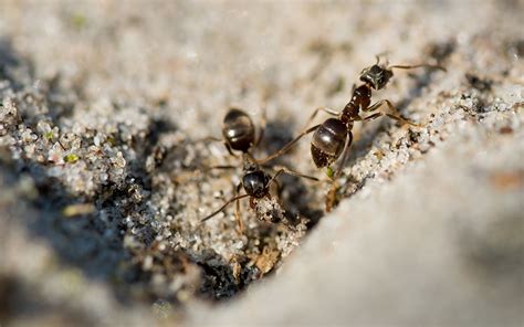 家中突然出現很多小螞蟻 銀鐲功效